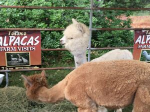 Tocino Alpacas - all things alpaca 