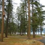 Colour photo of path through tall pine trees, lake in background