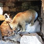 Colour photo of a taxidermied large bear in a stone grotto. Small brown bear to right.